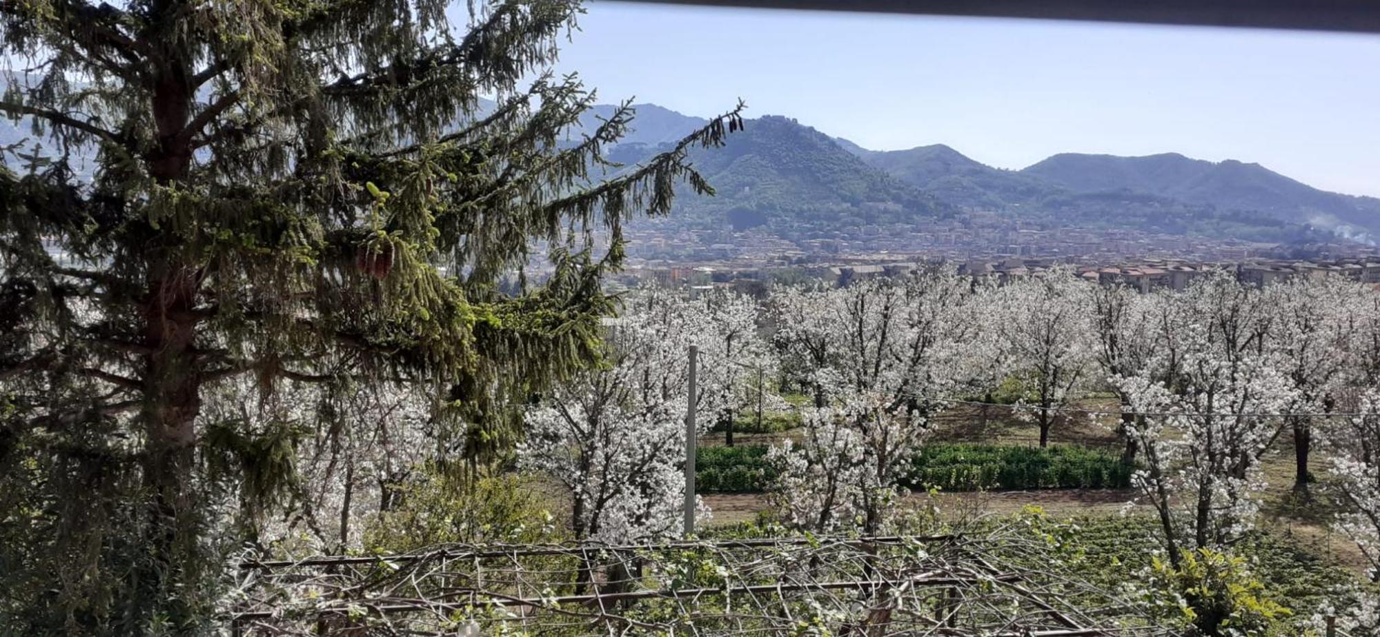 Lanovella Villa Cava deʼ Tirreni Eksteriør billede